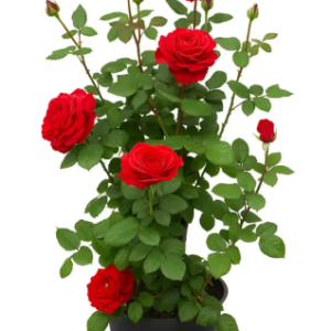 Hibiscus Plant